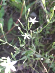 Centaurium pulchellum