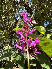 Palicourea angustifolia