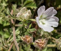 Sidalcea hickmanii anomala