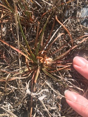 Armeria maritima maritima