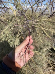 Prosopis flexuosa