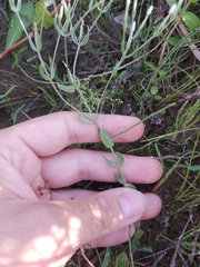 Centaurium pulchellum