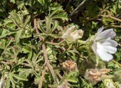 Sidalcea hickmanii anomala