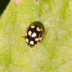 Propylea quatuordecimpunctata