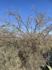 Prosopis flexuosa