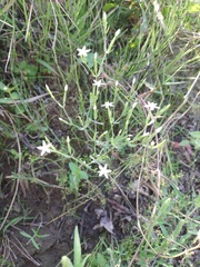 Centaurium pulchellum