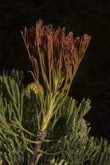 Petrophile fastigiata