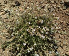 Sidalcea hickmanii anomala