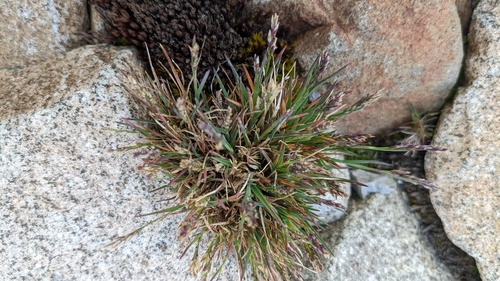 Patterson's Bluegrass (Poa pattersonii)