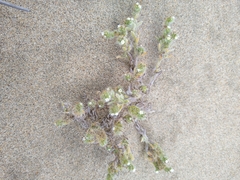 Cryptantha leiocarpa
