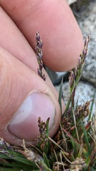 Poa pattersonii