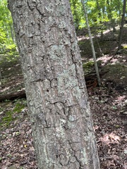 Quercus montana