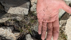 Poa paucispicula