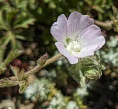 Sidalcea hickmanii anomala