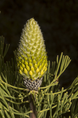 Petrophile fastigiata