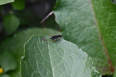 Phyllopalpus caeruleus