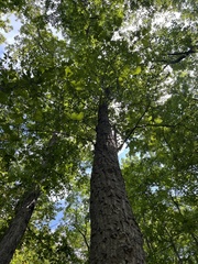 Quercus montana
