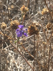 Gilia capitata