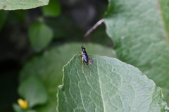 Phyllopalpus caeruleus