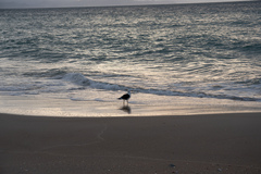 Larus dominicanus dominicanus