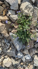 Polemonium pulcherrimum