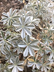 Lupinus albifrons
