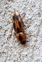 Aeolus mellillus