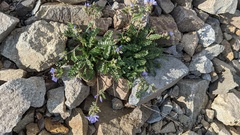 Polemonium pulcherrimum