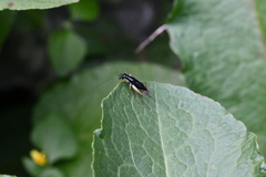 Phyllopalpus caeruleus