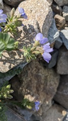Polemonium pulcherrimum