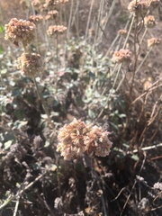 Eriogonum latifolium