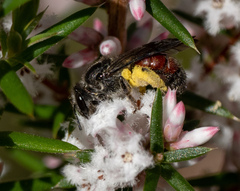 Parasphecodes