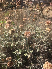 Eriogonum latifolium