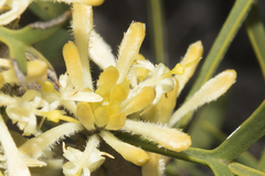 Petrophile squamata