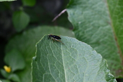 Phyllopalpus caeruleus