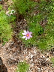Cosmos parviflorus