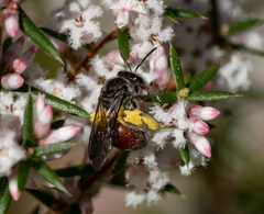 Parasphecodes