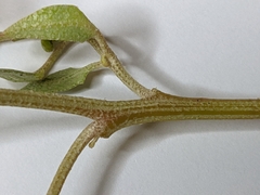 Atriplex acadiensis