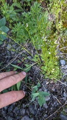 Cardamine pensylvanica