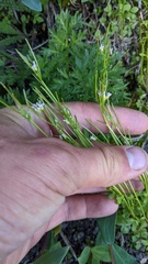 Cardamine pensylvanica