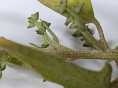 Atriplex acadiensis