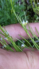 Cardamine pensylvanica