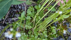 Cardamine pensylvanica