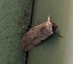 Sympistis ragani