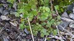 Cardamine pensylvanica