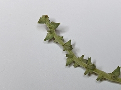 Atriplex acadiensis