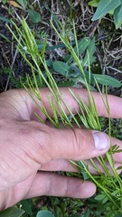 Cardamine pensylvanica
