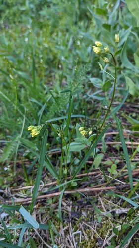 Alaska Draba (Draba stenoloba)