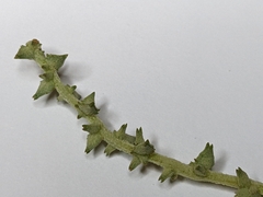 Atriplex acadiensis