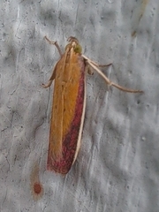 Oncocera semirubella